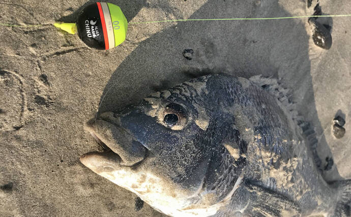 サーフでの 渚釣り で44cm頭に3時間で11尾 コーンエサがアタリ 19年11月12日 エキサイトニュース
