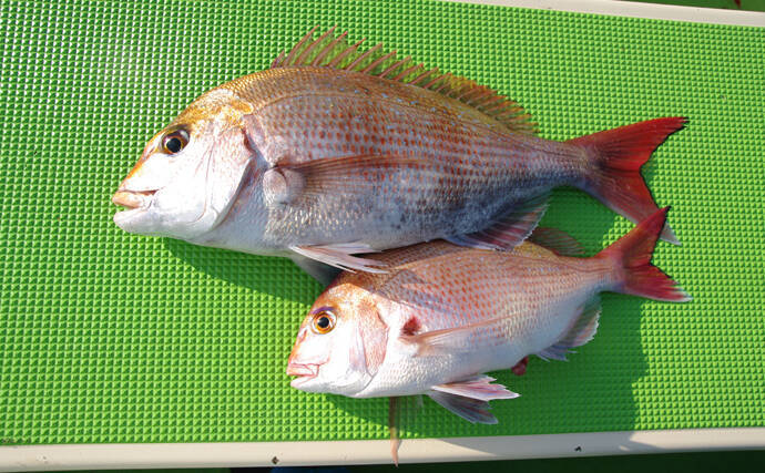 サカナ界の最大派閥 スズキ目 の意外な魚種11選 タチウオも 19年11月22日 エキサイトニュース