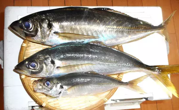 「東京湾『LTアジ』釣りで40cm超え頭に本命80尾超え【つり幸】」の画像