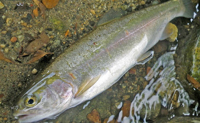 管理釣り場で狙えるサカナの種類を紹介　魚種の釣り分け方も解説