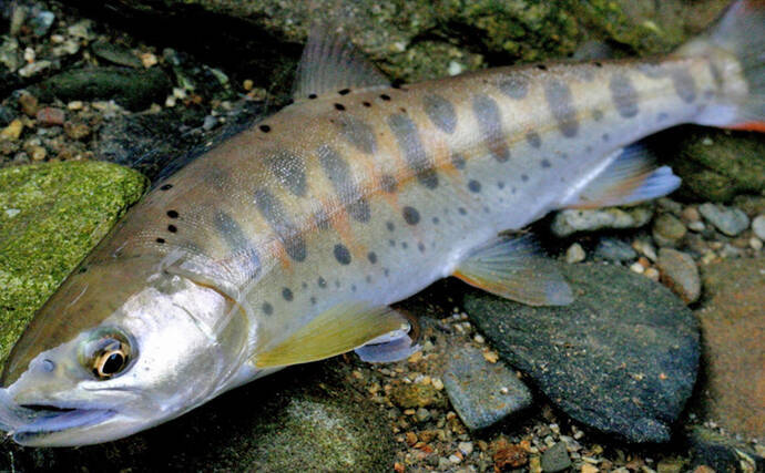 管理釣り場で狙えるサカナの種類を紹介　魚種の釣り分け方も解説