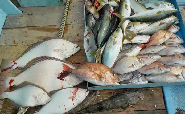 「【愛知県】沖釣り最新釣果　シーバスゲームでまさかの60cmクエ登場」の画像