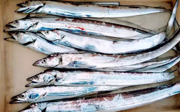 「マイボートでタチウオ引き釣り　4つのテンヤを比較検証【岸和田沖】」の画像