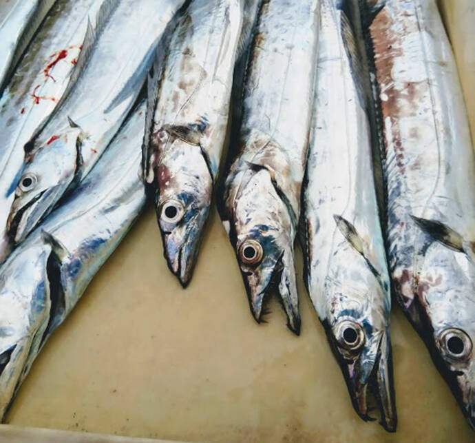 マイボートでタチウオ引き釣り　4つのテンヤを比較検証【岸和田沖】