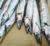 「マイボートでタチウオ引き釣り　4つのテンヤを比較検証【岸和田沖】」の画像5