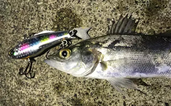 「リバーシーバスゲームで80cmランカー　大量のベイトがサイン【木曽川】」の画像