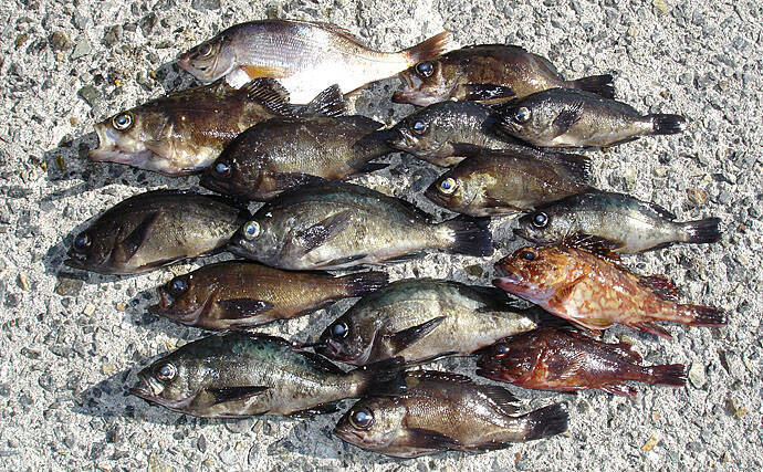 晩秋 冬の最強釣法 波止の穴釣り 攻略法 効率良い釣り方を伝授 19年11月29日 エキサイトニュース