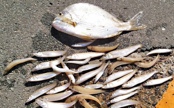 サーフの投げキス釣りで強烈なアタリ到来 正体は42cmヘダイ 福岡 19年11月24日 エキサイトニュース サーフの投げキス釣りで強烈なアタリ到来 正体は42cmヘダイ 福岡 19年11月24日 エキサイトニュース