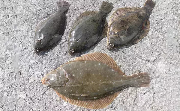 乗っ込みカレイ好釣り場：明石海峡大橋下　50cm超イシガレイも