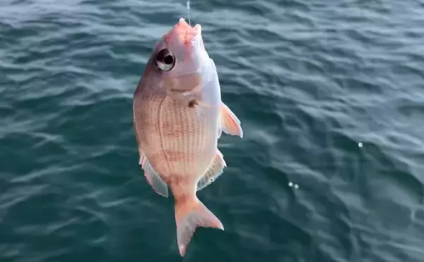 「人生初の船釣り体験レポ　ビギナーズラックで目指せ入れ食い【愛知県】」の画像