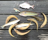 「人生初の船釣り体験レポ　ビギナーズラックで目指せ入れ食い【愛知県】」の画像5