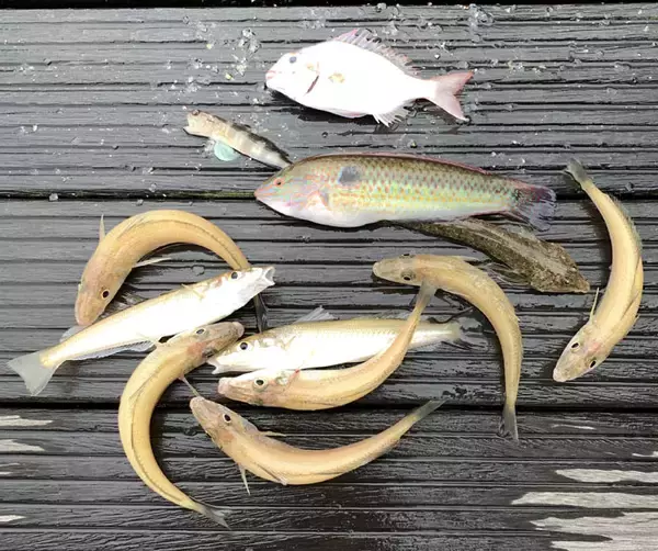 「人生初の船釣り体験レポ　ビギナーズラックで目指せ入れ食い【愛知県】」の画像