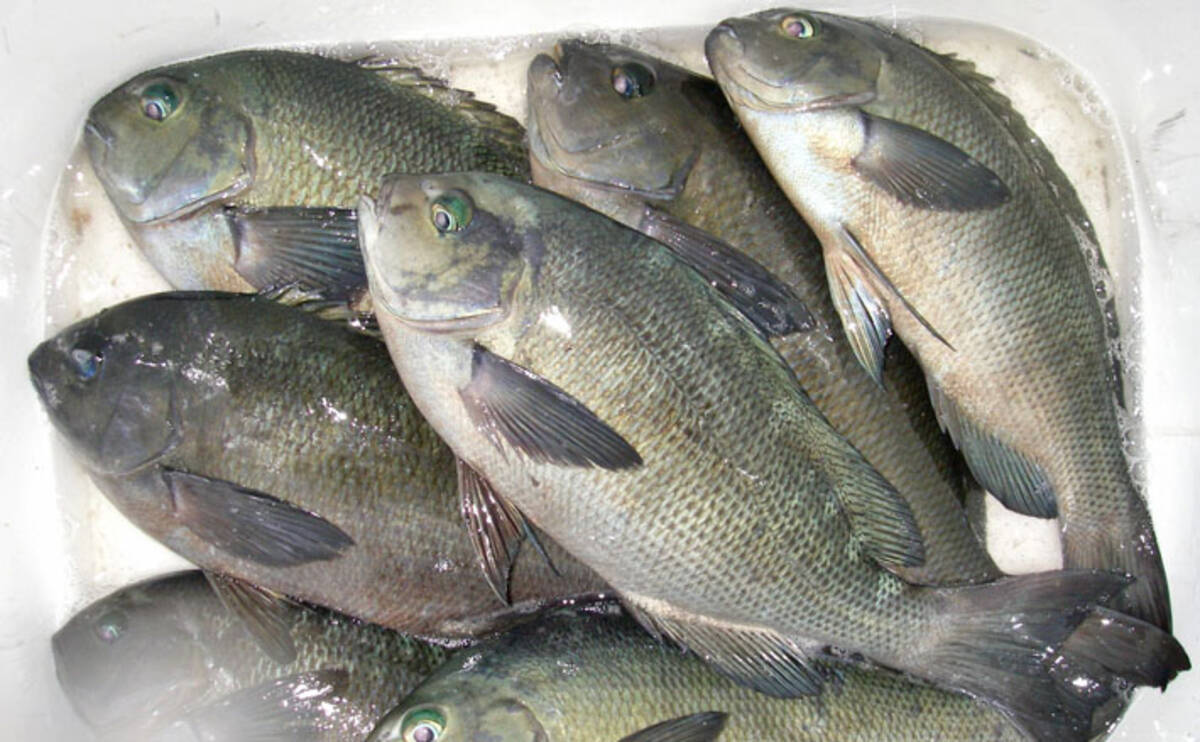 夜の磯フカセ釣りで40cm頭に口太メジナ7尾 潮変わりで連発 館山 19年11月28日 エキサイトニュース