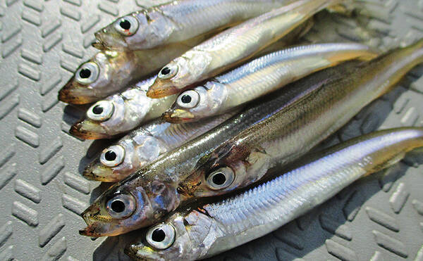 ワカサギ釣りベストシーズン到来 道具 釣り方からマナーまで徹底解説 19年12月1日 エキサイトニュース