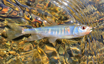 台風被害を受けた都市河川で『オイカワ』を探す　毛鉤に元気よく反応！