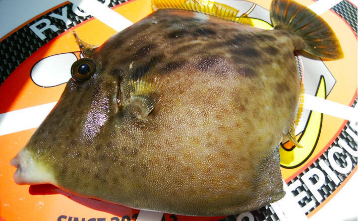 19秋冬 エキスパートが教えるカワハギ攻略法 相模湾で釣る 19年12月4日 エキサイトニュース