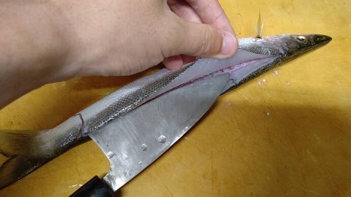 【釣果レシピ】カマスの一夜干し：釣り場で『サバ折り』をしておこう