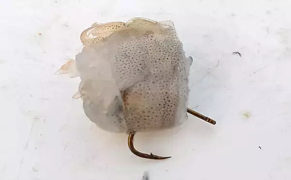 「スーパーの『バナメイエビ』は万能釣りエサ　陸っぱり大物狙いに最適？」の画像