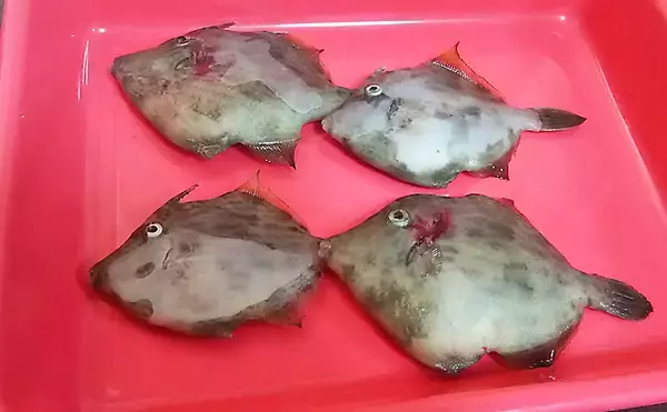 「スーパーの『バナメイエビ』は万能釣りエサ　陸っぱり大物狙いに最適？」の画像