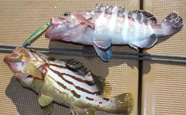 「御前崎沖ジギング＆タイラバで80cm超えカンパチを手中【波丸】」の画像