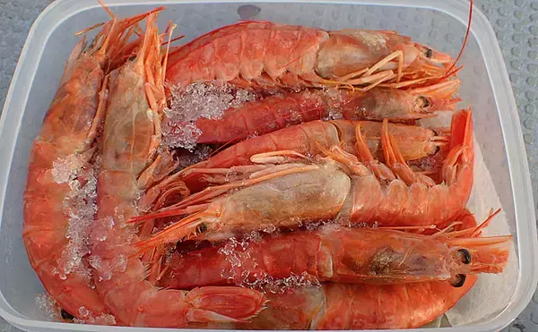 「大阪湾『ディープカットウ釣り』初心者入門　良型ショウサイフグが魅力」の画像