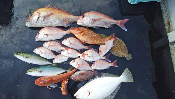 三重 沖釣り最新釣果 超高級魚クエにアカハタ21匹など根魚好調 19年12月2日 エキサイトニュース