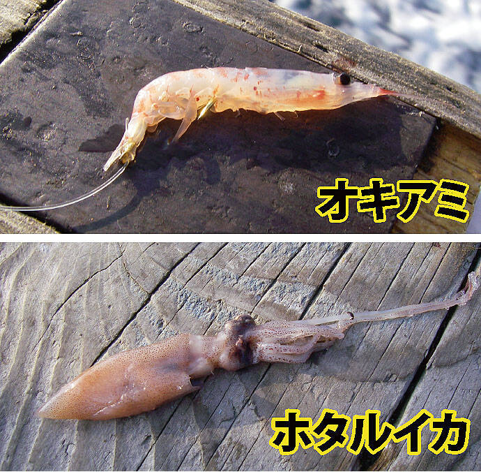 高級ブランド魚『若狭グジ』釣りキホン解説 冬は浅場が狙い目【京都】