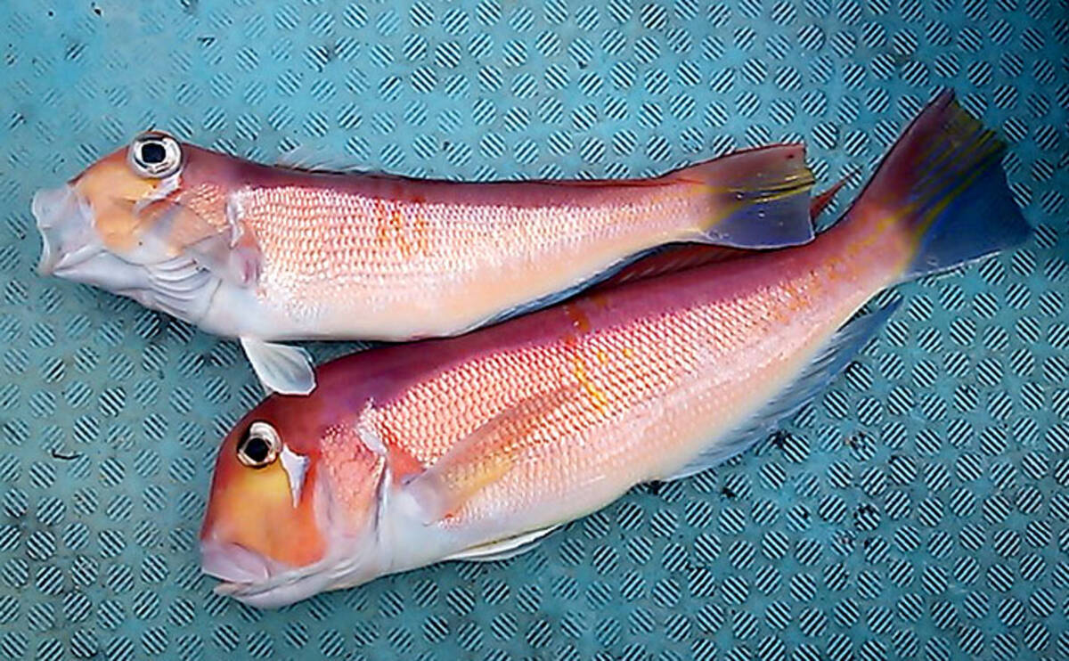 高級ブランド魚 若狭グジ 釣りキホン解説 冬は浅場が狙い目 京都 19年12月11日 エキサイトニュース