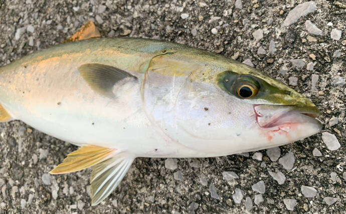 阪神湾奥にイワシ回遊中 ベイトについたシーバス 青物をルアーで狙う 19年12月9日 エキサイトニュース 阪神湾奥にイワシ回遊中 ベイトについたシーバス 青物をルアーで狙う 19年12月9日 エキサイトニュース