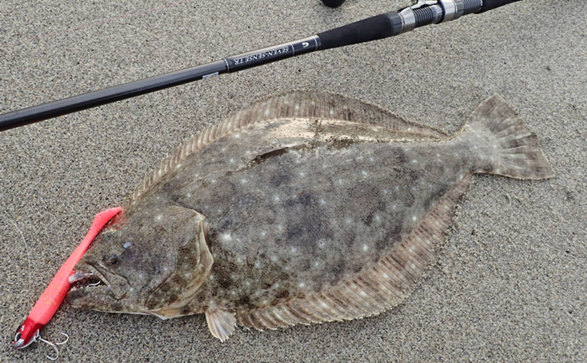 盛期を迎えた遠州灘サーフゲームで55cmヒラメ 良型マゴチをゲット 19年12月6日 エキサイトニュース