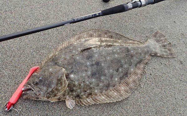 盛期を迎えた遠州灘サーフゲームで55cmヒラメ 良型マゴチをゲット 19年12月6日 エキサイトニュース