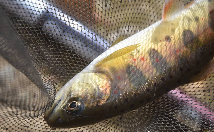 釣果レシピ 新子アマゴの甘露煮 お正月の祝い膳にも最適 19年12月28日 エキサイトニュース