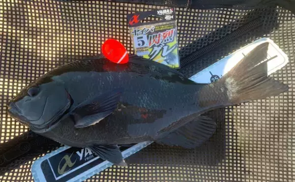 「磯フカセ釣り好機到来　沖の浅ダナ狙いで良型キャッチ【和歌山・市江】」の画像