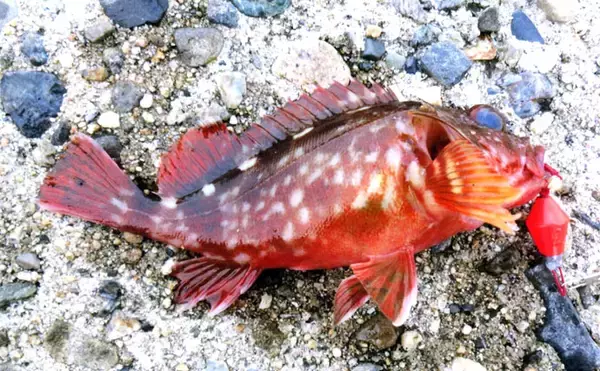 「釣り物減る冬は『穴釣り』がオススメ　根魚と戯れよう【JFEテトラ帯】」の画像