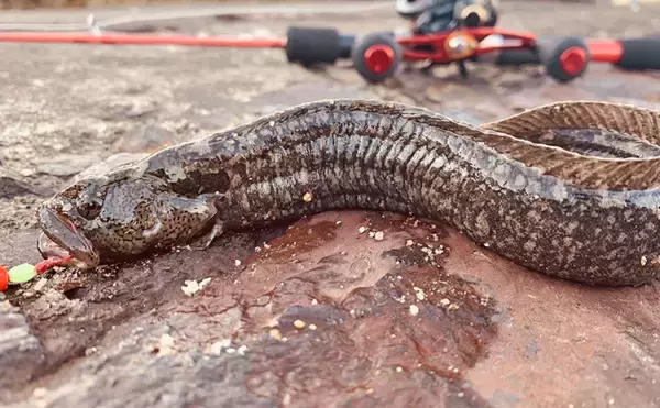 見た目は難ありでも美味な『ギンポ釣り』はゲーム性高し【福岡県】