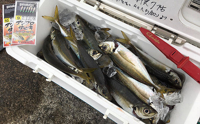 冬の 落とし込み チヌ釣りの状況を解説 まだヘチ 上層での釣り成立か 年1月2日 エキサイトニュース