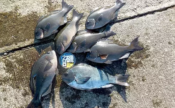 水温低下のタフな磯フカセ釣りを攻略　試行錯誤を楽しむ【和歌山・南紀】