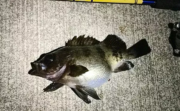 「【関西】年末年始オススメ釣り場3選：ロックフィッシュゲーム編」の画像