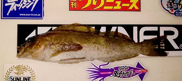 「【関西】年末年始オススメ釣り場3選：投げアブラメ（アイナメ）編」の画像