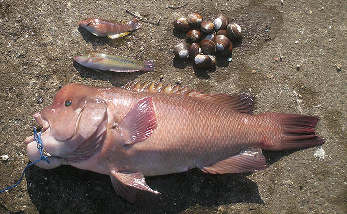 アケミ貝のぶっこみ釣りでカンダイ71cm ポートアイランド赤灯波止 年1月6日 エキサイトニュース