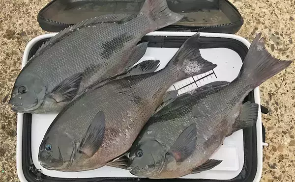 【2019-2020中部エリア】『寒グレ』フカセ釣り　時期ごとの攻略法解説