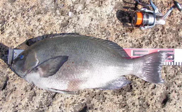 「【2019-2020中部エリア】『寒グレ』フカセ釣り　時期ごとの攻略法解説」の画像