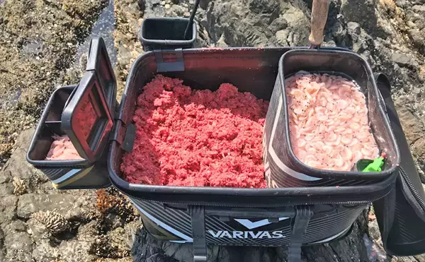 「【2019-2020中部エリア】『寒グレ』フカセ釣り　時期ごとの攻略法解説」の画像