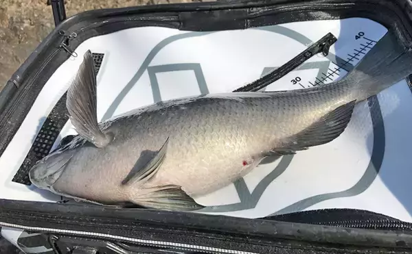 「【2019-2020中部エリア】『寒グレ』フカセ釣り　時期ごとの攻略法解説」の画像