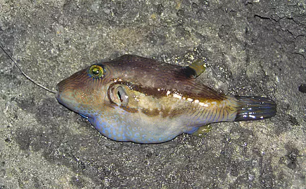 「2020年は子（ねずみ）年　名前にネズミが付く年男＆年女の海洋生物８選」の画像