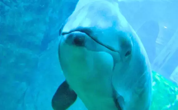 「2020年は子（ねずみ）年　名前にネズミが付く年男＆年女の海洋生物８選」の画像