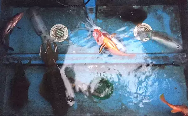 「ボートティップランエギングで全員安打達成【レンタルボート長久マリン】」の画像