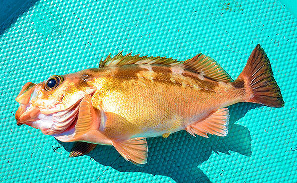 食べて美味しいオキメバル釣りのキホンをおさらい 茨城 千葉エリア 19年12月29日 エキサイトニュース