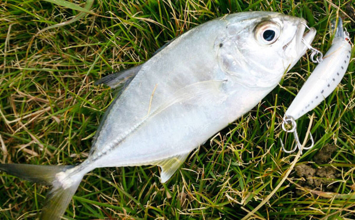 シーズン終盤のメッキゲームで一発大物狙い 35cm級を狙う 四日市 19年12月24日 エキサイトニュース