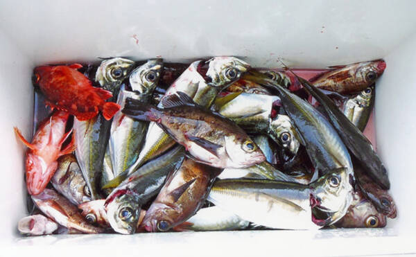 中部 年末年始オススメ釣りもの 多彩な魚種が釣れるサビキ五目 19年12月31日 エキサイトニュース